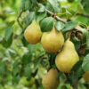 Kieffer Pear Tree