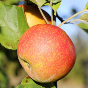 King Apple Tree