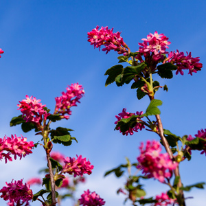 King Edward VII Flowering Currant