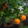 Kishu Mandarin