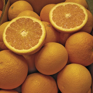 Kiyomi Tangor Citrus