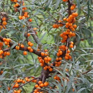 Klim's Prize™ Sea Berry