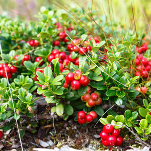 Koralle Lingonberry