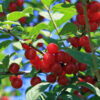 Korean Bush Cherry