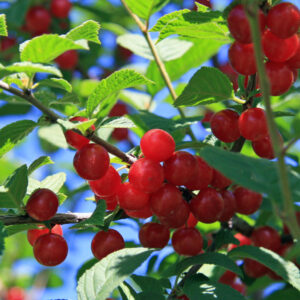 Korean Bush Cherry