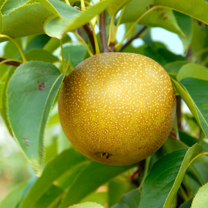 Kosui Asian Pear