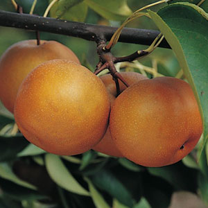 Large Korean Asian Pear