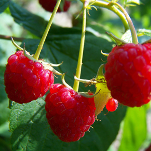 Latham Raspberry