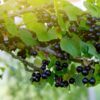 Laxton's Giant Black Currant