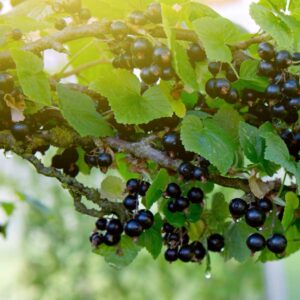 Laxton's Giant Black Currant