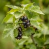 Lentaj Black Currant
