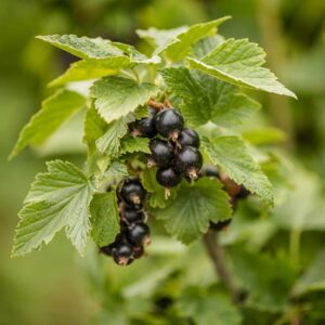 Lentaj Black Currant