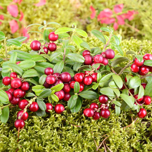 Little Red Lingonberry