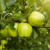 Lodi Apple Tree