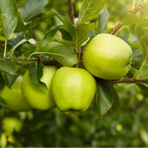 Lodi Apple Tree