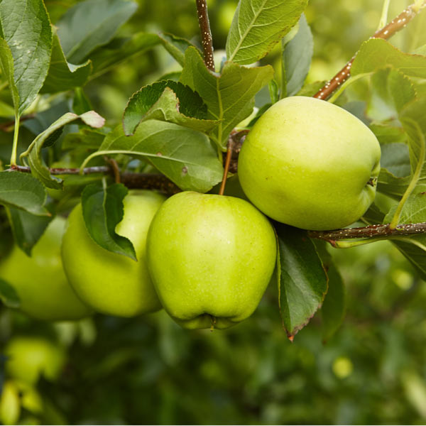 Lodi Apple Tree
