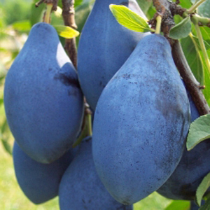 Long John Plum