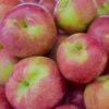 Macoun Apple Tree
