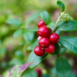 Magenta Lingonberry