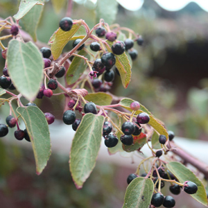 Maqui Chilean Wineberry