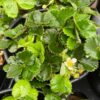 Mara des Bois Strawberry
