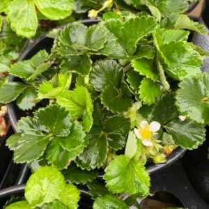 Mara des Bois Strawberry