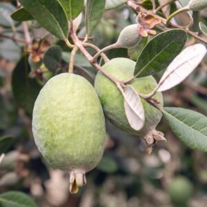 Marion Pineapple Guava