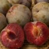 Mariposa Japanese Plum