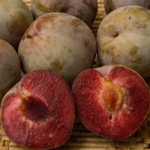 Mariposa Japanese Plum