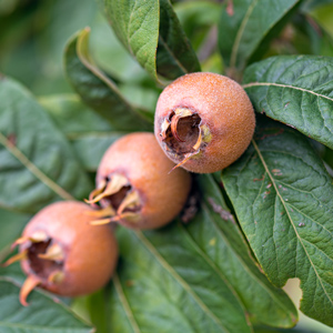 Marron™ Medlar