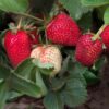 Mary's Peak Strawberry