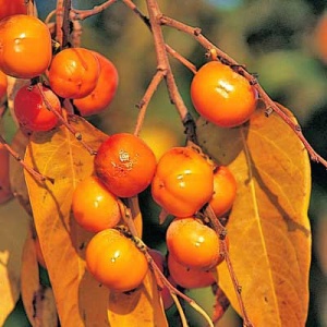 Meader American Persimmon