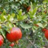 Medovyi Vahsha Pomegranate