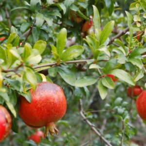 Medovyi Vahsha Pomegranate