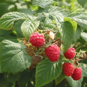 Meeker June Bearing Raspberry
