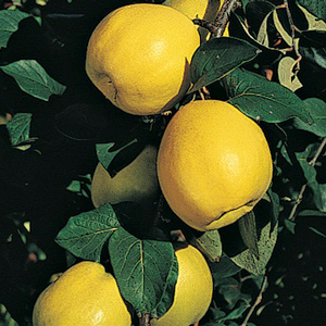 Mellow Quince