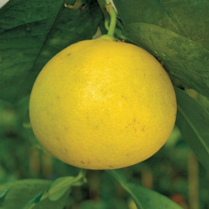 Melogold Grapefruit