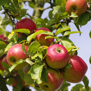 Melrose Apple Tree