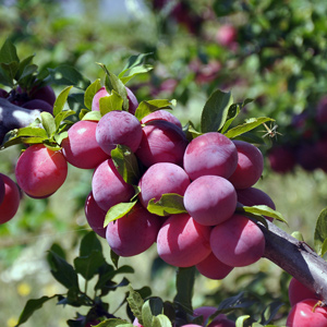 Methley Japanese Plum Tree