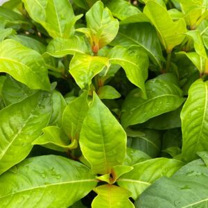 Mexican Blueberry Fuchsia