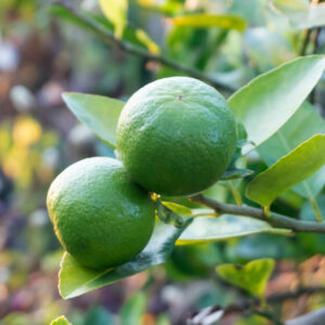 Mexican Key Lime