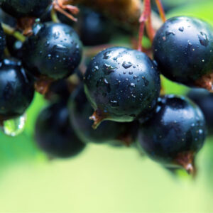 Minaj Smyriou Black Currant