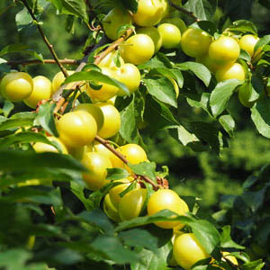 Mirabelle de Nancy Plum