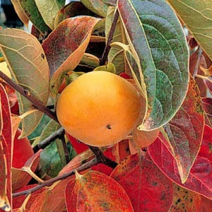 Miss Kim Asian Persimmon