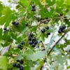 Missouri Giant Clove Currant