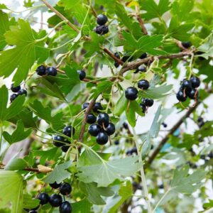 Missouri Giant Clove Currant
