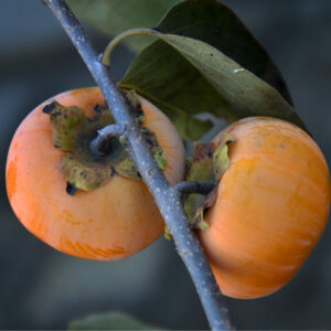 Mohler American Persimmon