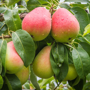 Moonglow Pear