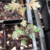 Mountain Wineberry