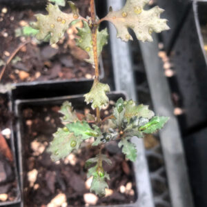 Mountain Wineberry